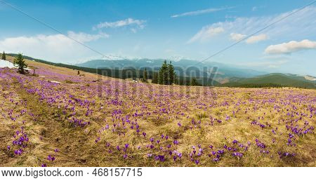 Violet Crocus Heuffelianus (crocus Vernus) Alpine Flowers On Spring Carpathian Mountain Plateau Vall