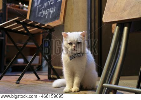 Tel Aviv, Israel - November 2, 2022: White Cat Owned By A Restaurant In Kerem Hatemanim District Of 