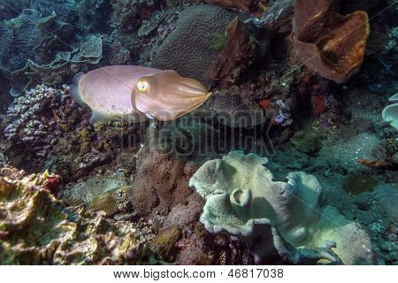 Seepioilla seepia Latimanus