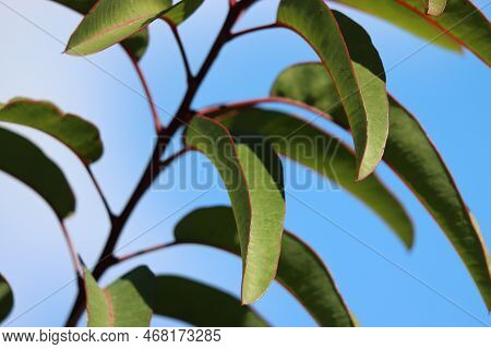 Green Distally Acuminate Oblongly Lanceolate Leaves Of Malosma Laurina Form Malosma, Anacardiaceae, 