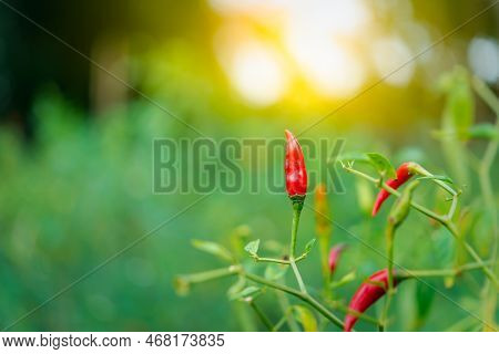 Chilli Peppers Or Red Chilies In Farm