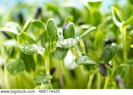 Microgreen Foliage Background. Close-up Of Sunflower Microgreens. Germination Of Seeds At Home. Vega