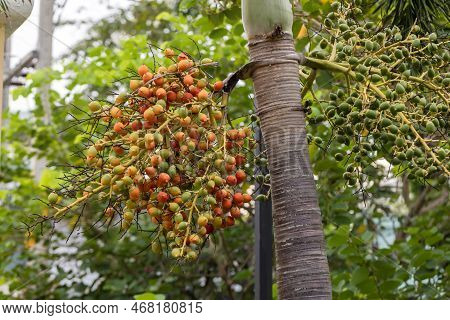 Ripe And Red Betel Nut On The Betel Palm Tree Branch In The Garden. Fruit Areca Palm Or Fruit Areca 
