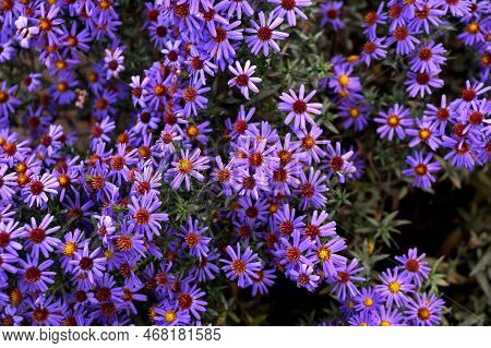 Late Autumn Flowers Under Aster Virginsky Name