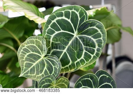 Beautiful Leaves With White Lace Pattern Veins Of Exotic 'anthurium Clarinervium' (botanic Name) Hou