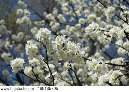 Abundance Of White Flowers Of Cherry Tree Against Blue Sky In April