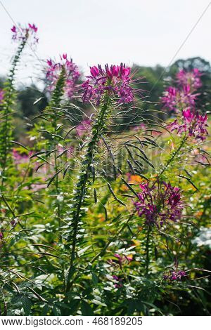 Pink Or Purple Cleoma Flowers Bloom In The Garden In Summer