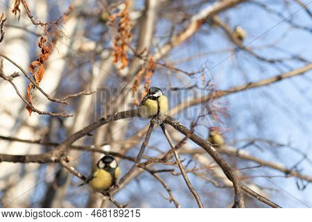 A Beautiful Little Titmouse Sits On A Branch In Winter And Flies For Food. Other Birds Are Also Sitt