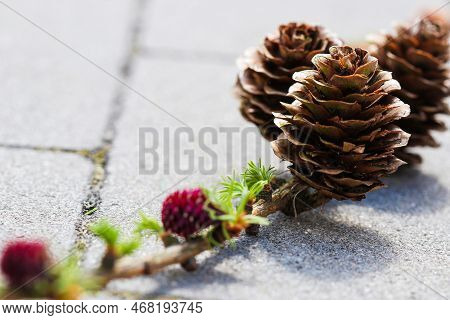 Twig Of  Larch Coniferous Tree With Old Sones And Small New Ones Growing In Springtime