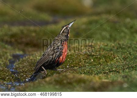 Long-tailed Meadowlark (sturnella Loyca Falklandica) Bathing In A Small Stream On Carcass Island In 