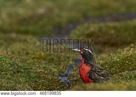 Long-tailed Meadowlark (sturnella Loyca Falklandica) Bathing In A Small Stream On Carcass Island In 