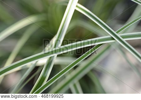 Japanese Sedge Evercream Leaves In The Garden