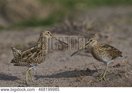 Magellanic Snipe (gallinago Paraguaiae Magellanica) Interacting During The Spring Breeding Season On