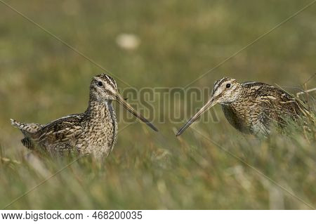 Magellanic Snipe (gallinago Paraguaiae Magellanica) Interacting During The Spring Breeding Season On