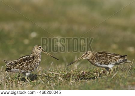 Magellanic Snipe (gallinago Paraguaiae Magellanica) Interacting During The Spring Breeding Season On