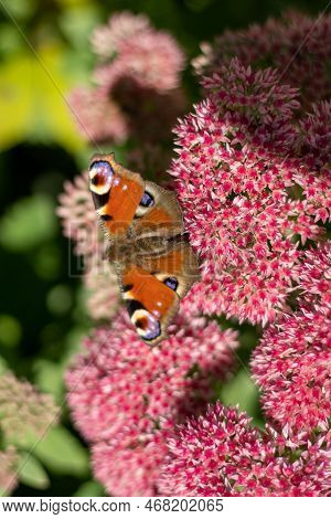 A Peacock Butterfly Is Eating On A Pink Sedum Flower - Hare Cabbage. A Flowerbed With Flowers Pollin