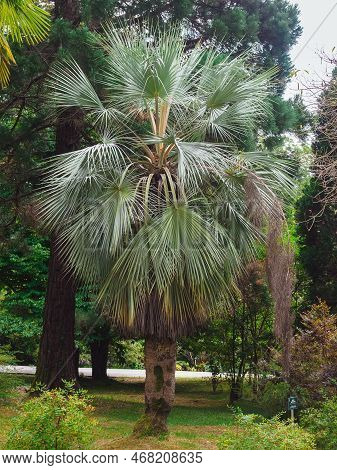 Erythea Armata - Blue Palm In Arboretum