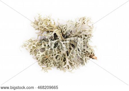 Fishnet Lichen, Cladonia Boryi, Lichen On White Background
