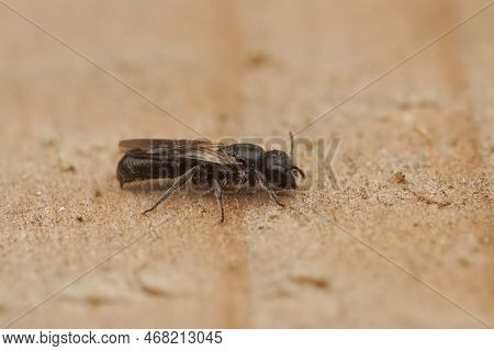 Closeup On A Small Dark, Harebell Carpenter-bee , Chelostoma Campanulorum Sitting On Wood