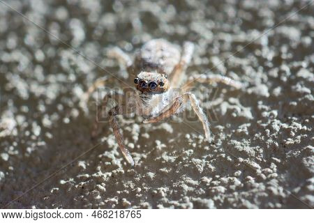 Macro Shot Of Brown, Black And White Jumping Spider Salticidae Looking On Wall In Buenos Aires, Arge