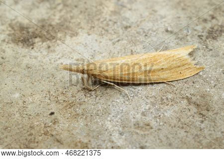 Detailed Closeup On A Small Yellow Colored Crambid Moth, Donacaula Forficella Sitting On A Stone
