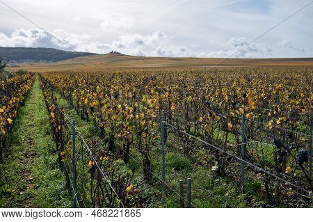Autumn View On Colorful Grand Cru Champagne Vineyards Near Moulin De Verzenay, Pinot Noir Grape Plan