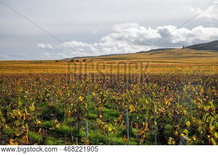 Autumn View On Colorful Grand Cru Champagne Vineyards Near Moulin De Verzenay, Pinot Noir Grape Plan