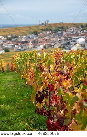Autumn View On Colorful Grand Cru Champagne Vineyards Near Moulin De Verzenay, Pinot Noir Grape Plan