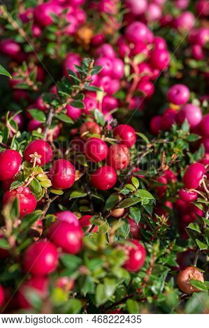 Beautiful Garden Plant For Winter With Red Or Pink Berries Gaultheria Teaberry Plant