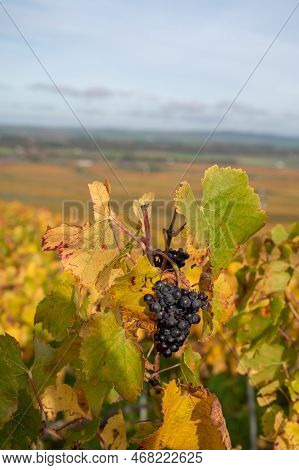 Autumn View On Colorful Grand Cru Champagne Vineyards Near Moulin De Verzenay, Pinot Noir Grape Plan