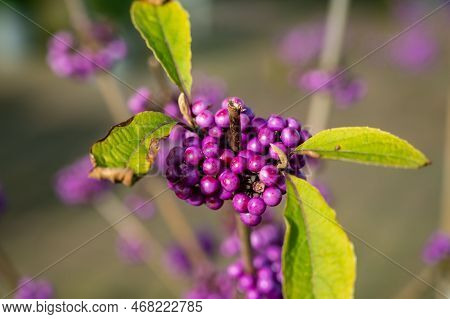 Purple Berries Of Callicarpa Ornamental Plant, Garden Plant For Winter Season