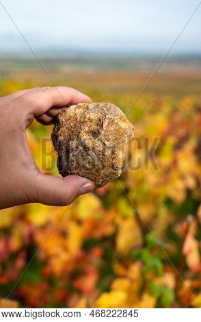 Example Of Soil Flintstones On Colorful Grand Cru Champagne Pinot Noir Vineyards Near Moulin De Verz