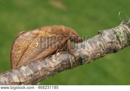 Outdoors Close-up Shot Of A Drinker Moth, Euthrix Potatoria Sitting On A Twig