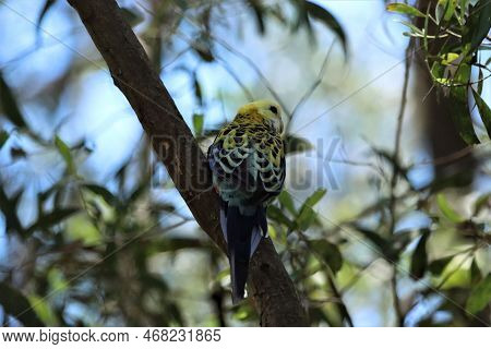A Plae Headed Rosella On A Tree Branch