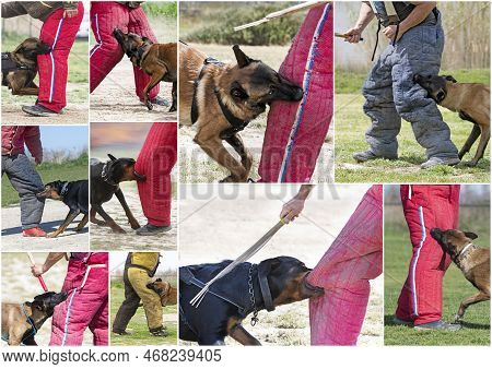 Group Of Guard Dogs  Training In The Nature For Security