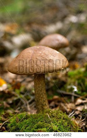 cogumelo de boletos boné marrom em uma cena de floresta, dof raso