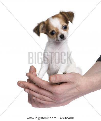 Chihuahua (3 měsíce)