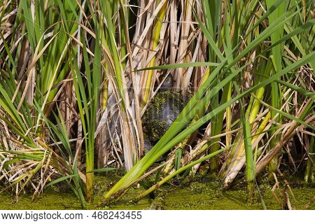 A Turtle Among The Reeds In The Water