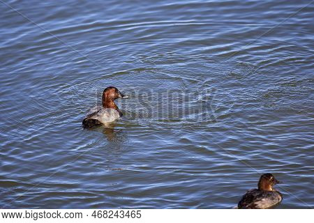 Adult Male Mallards On A Frozen River In Wintertime