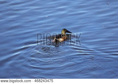 Adult Male Mallards On A Frozen River In Wintertime