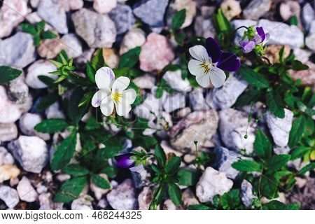 A Portrait Of White And Dark Purple Viola Flowers Stainding In Between Some Pebles On A Garden Path.