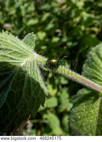 Close-up Shot Of The Green Dock Beetle (gastrophysa Viridula) Crawling On A Green Leaf. Green Insect