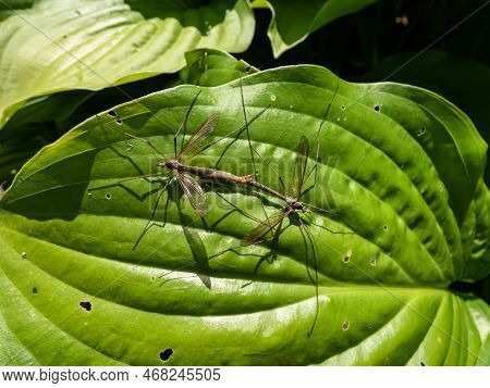 Close-up Of A A Couple Of Two Adult Crane Flies Or Mosquito Hawks (tipulidae Species) Mating On A Gr