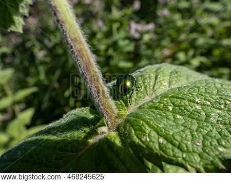 Close-up Shot Of The Green Dock Beetle (gastrophysa Viridula) Crawling On A Green Leaf. Green Insect