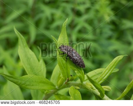 Close-up Shot Of The Click Beetle (agrypnus Murinus) On A Green Plant. The Body Is Grey-brown With G