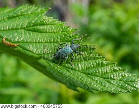 Close-up Shot Of The Short-nosed Weevil Or The Nettle Weevil (phyllobius Pomaceus) With Bright Metal
