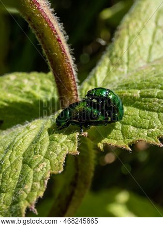 A Couple Of Of The Green Dock Beetle (gastrophysa Viridula) Mating On A Green Leaf In Summer