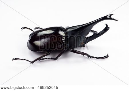 Black Rhino Beetle Isolated On White. Xylotrupes Gideon Macro Close Up, Dynastes, Dynastidae, Rhinoc