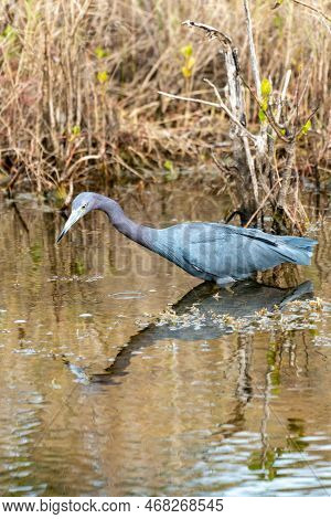 Little Blue Heron Bird, Also Known As An Indian Hen, Wades In The Water At The Merritt Island Nation