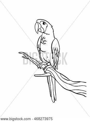 A Cute And Funny Coloring Page Of Parrot. Provides Hours Of Coloring Fun For Children. Color, This P